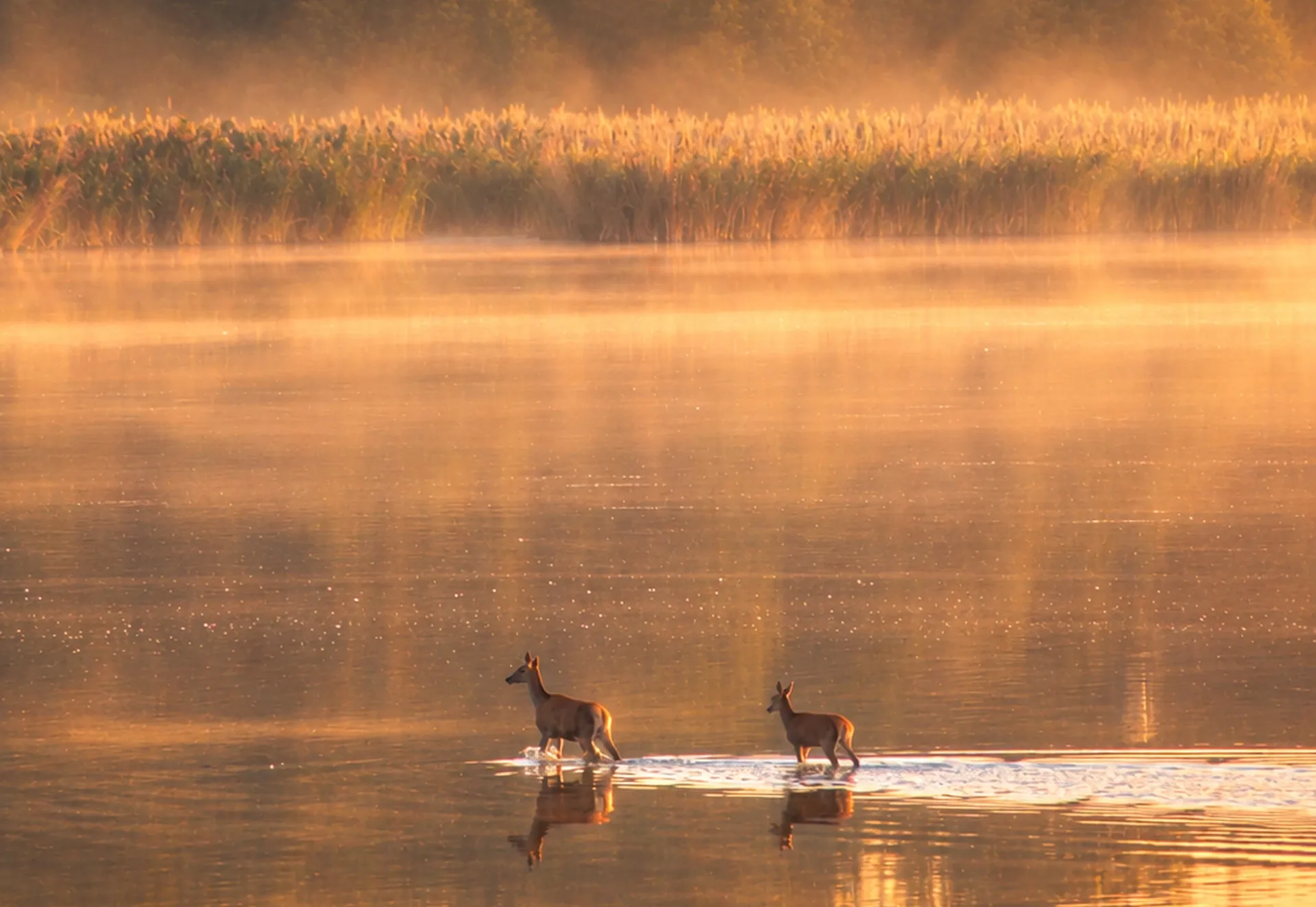 Two roe deer crossing the water in mist