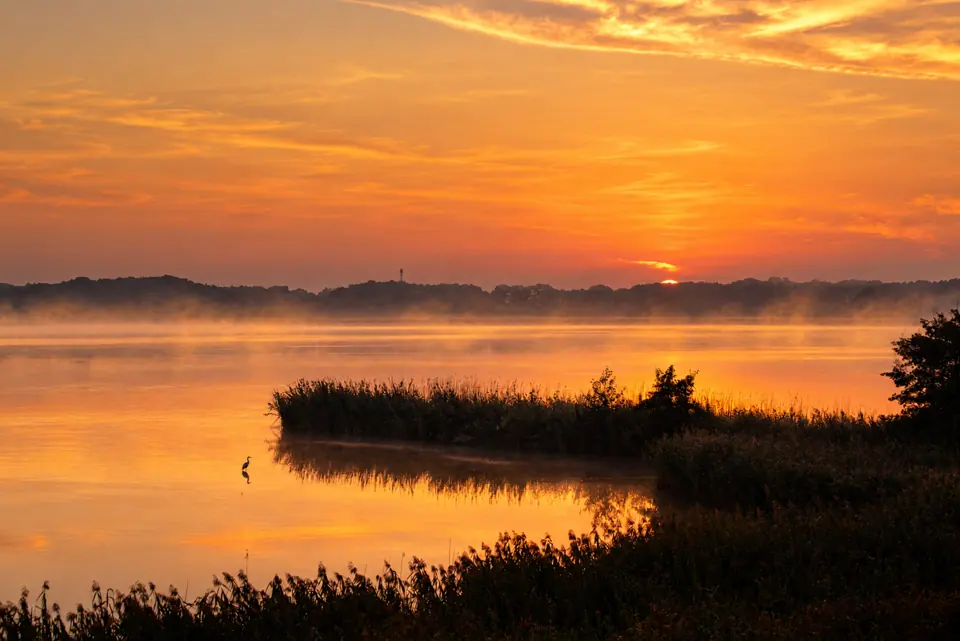 Wschód słońca nad trzcinami