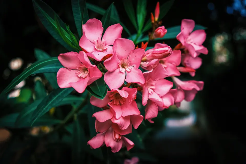 Kwitnący oleander