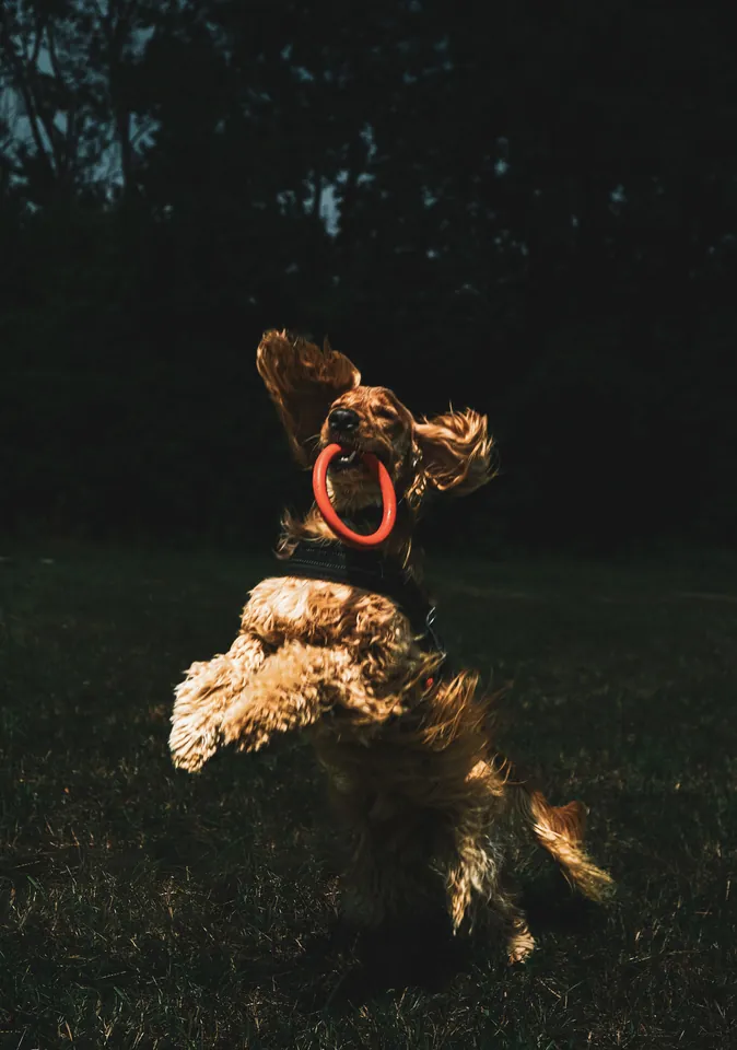 Spaniel catching a ring mid-jump