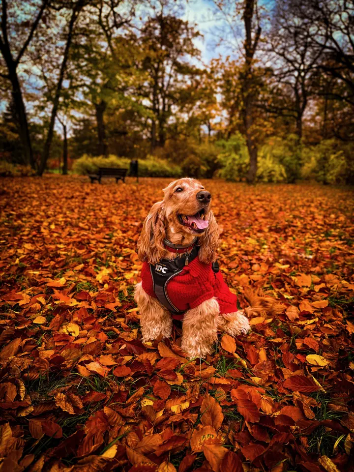 Spaniel w jesiennych liściach