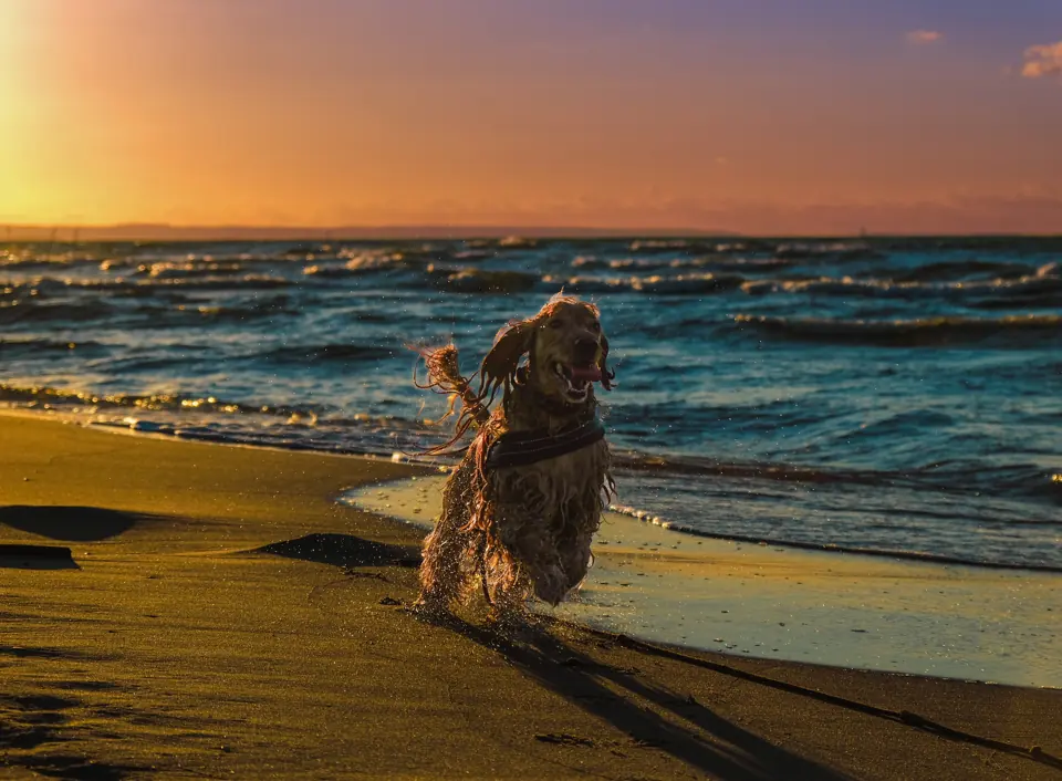 Spaniel biegnący po plaży o zachodzie
