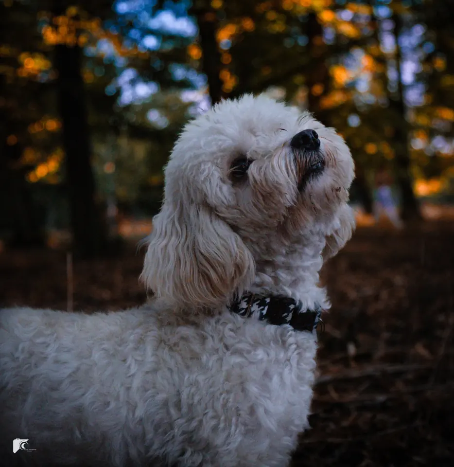 Portret białego pudla